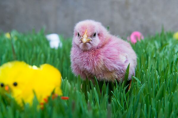 Раскрашенные к пасхе птенцы Раскрашенные к пасхе птенцы - Sputnik Արմենիա