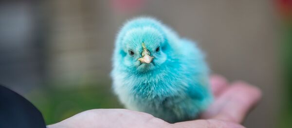 Раскрашенные к пасхе птенцы Раскрашенные к пасхе птенцы - Sputnik Армения