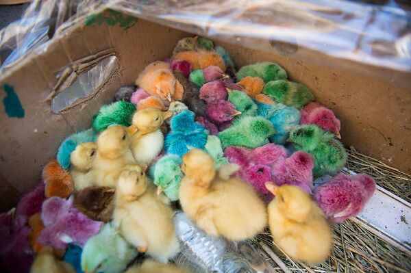 Раскрашенные к пасхе птенцы Раскрашенные к пасхе птенцы - Sputnik Արմենիա