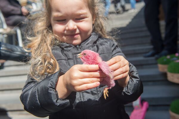 Раскрашенные к пасхе птенцы Раскрашенные к пасхе птенцы - Sputnik Արմենիա