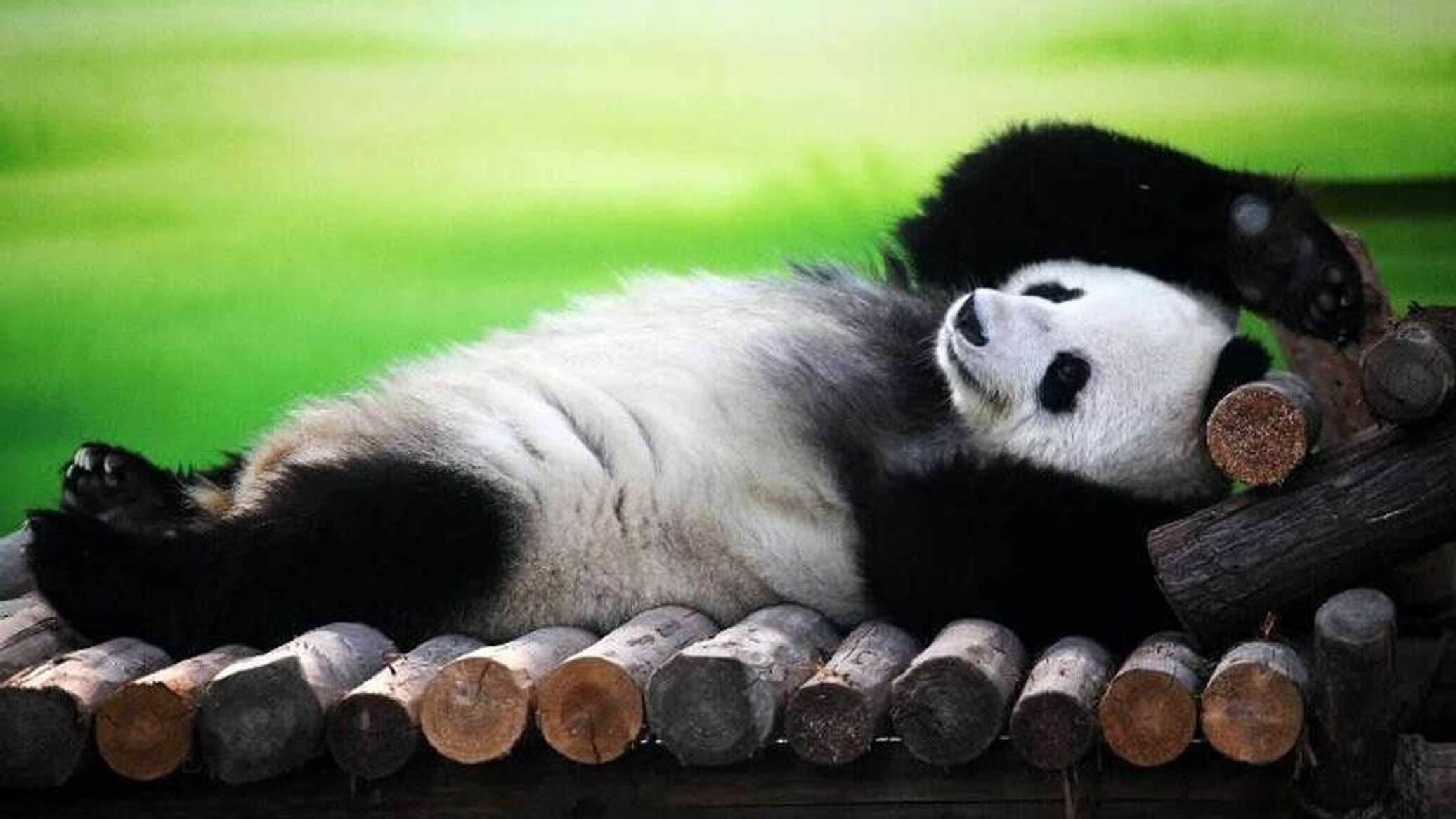 Уставшая панда