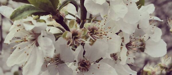 Весна Весна - Sputnik Армения