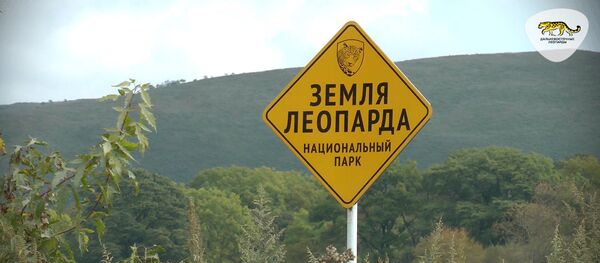 Дальневосточный леопард – редчайшая кошка планеты Дальневосточный леопард – редчайшая кошка планеты - Sputnik Армения