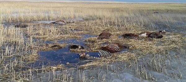 Замерзший табун лошадей - Sputnik Армения