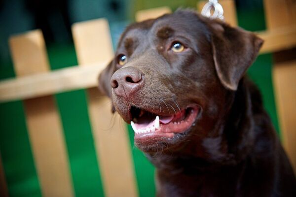 Международная выставка собак Международная выставка собак - Sputnik Армения