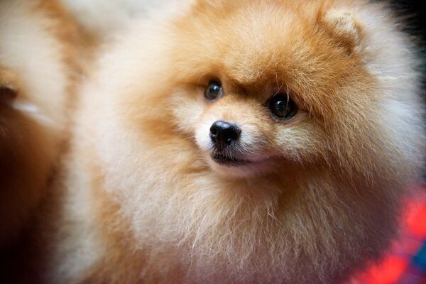 Международная выставка собак Международная выставка собак - Sputnik Армения