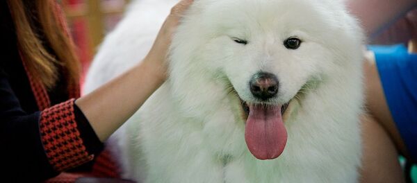 Международная выставка собак - Sputnik Армения
