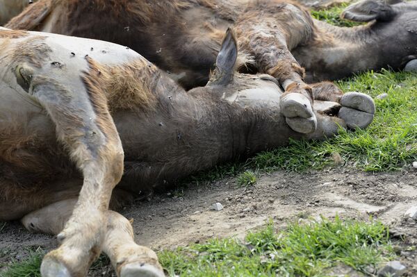 Талыш после обстрелов - Sputnik Армения