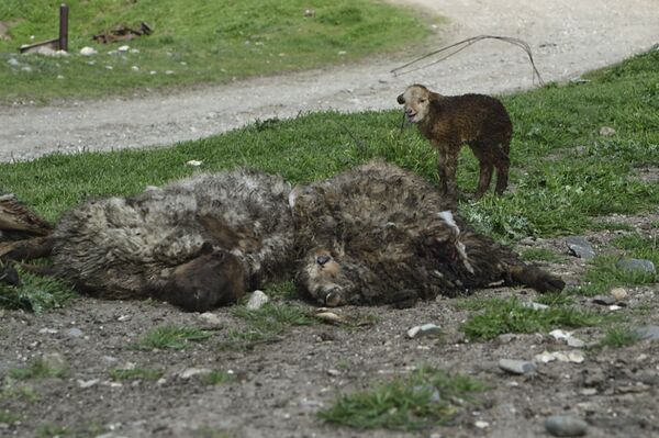 Барашек, который родился во время обстрела, выжил - Sputnik Армения