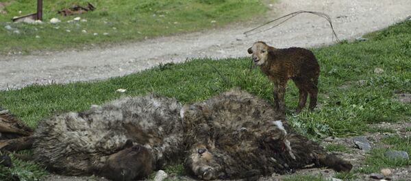 Барашек, который родился во время обстрела, выжил Барашек, который родился во время обстрела, выжил - Sputnik Армения