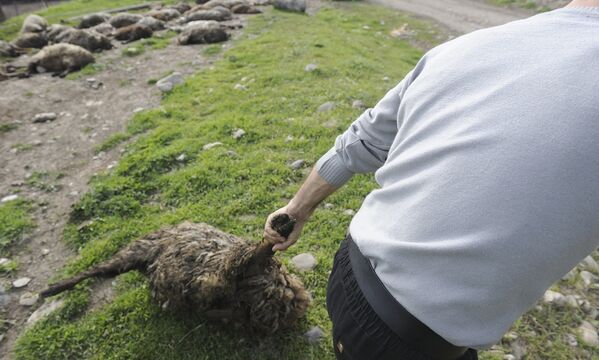 Не сидя без дела, он решил освободить дорогу от погибших овец - Sputnik Армения