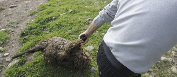 Хозяин барашка уносит погибших овец с дороги Хозяин барашка уносит погибших овец с дороги - Sputnik Армения