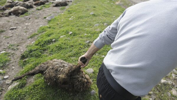 Хозяин барашка уносит погибших овец с дороги - Sputnik Армения