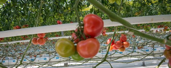 Армянские помидоры - Sputnik Армения