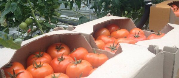 Выращенные в Армении помидоры экспортируют также в Россию - Sputnik Армения