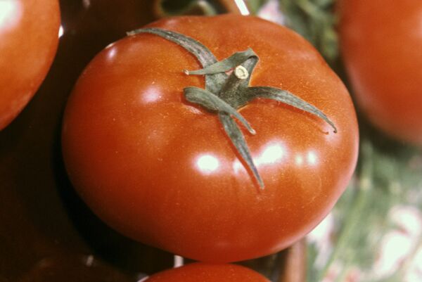 Помидор Помидор - Sputnik Արմենիա