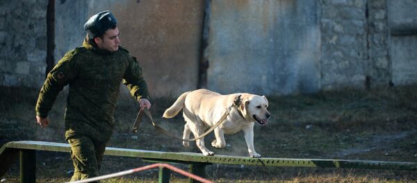 Учения кинологов Учения кинологов - Sputnik Армения