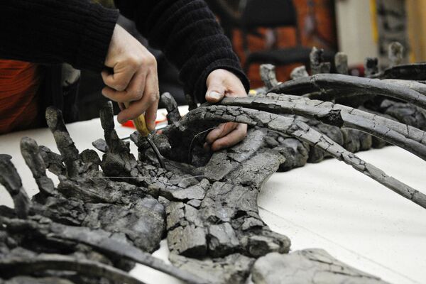 Скелет древнего стегозавра - Sputnik Армения