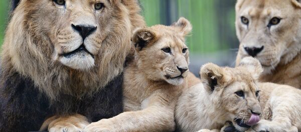 Зоопарк Новосибирска Зоопарк Новосибирска - Sputnik Արմենիա