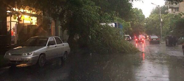 Сильный ветер в Ереване повалил деревья Сильный ветер в Ереване повалил деревья - Sputnik Արմենիա