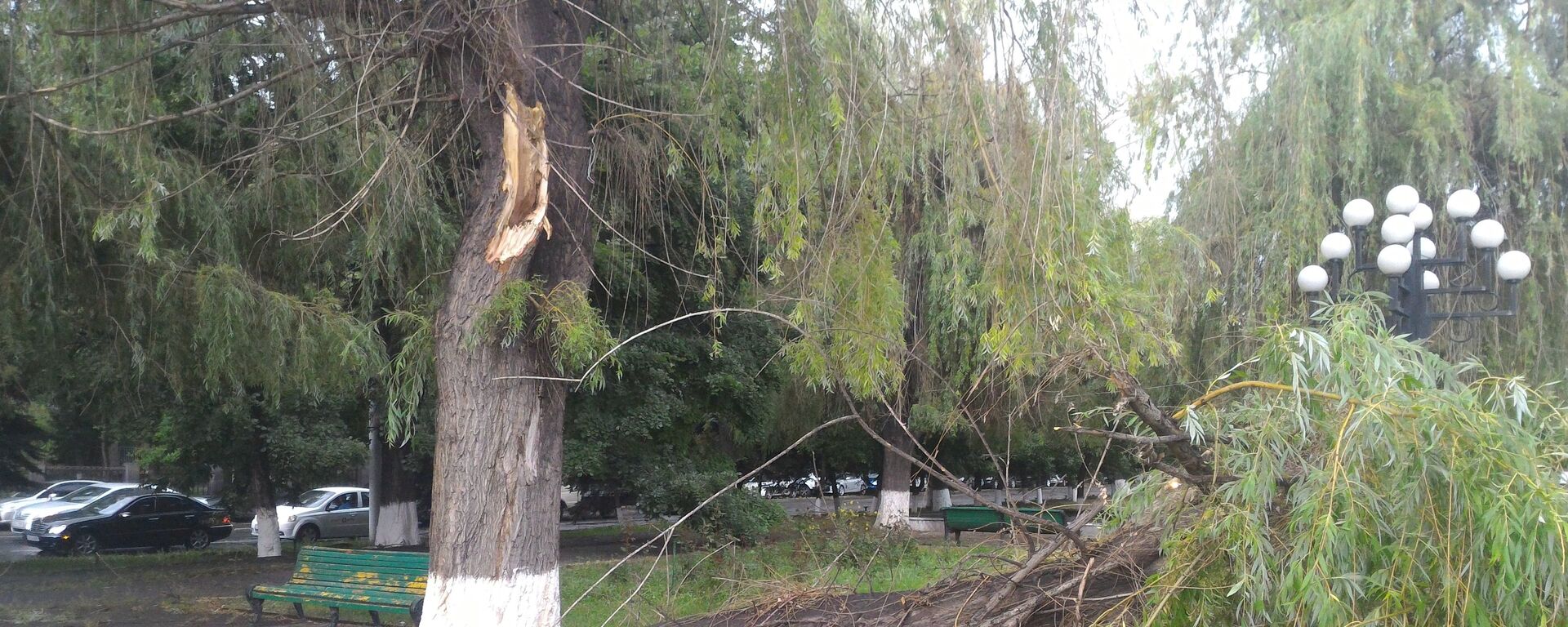Сильный ветер в Ереване повалил деревья - Sputnik Արմենիա, 1920, 03.04.2018