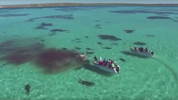 На австралийском побережье 70 акул на глазах у туристов растерзали кита - Sputnik Արմենիա