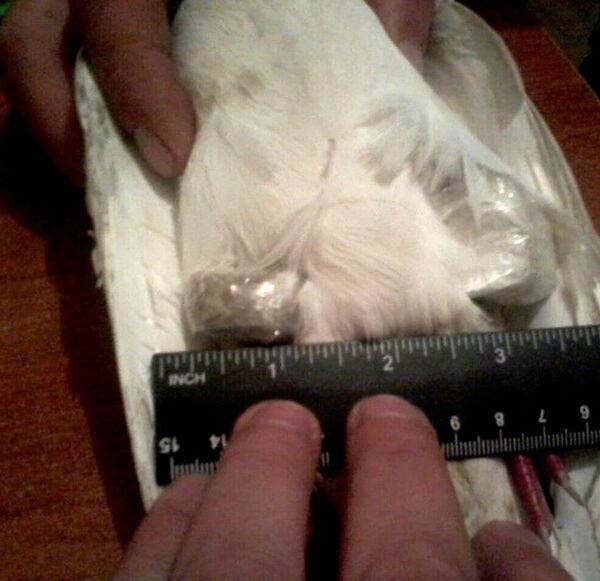 Голубь с привязанными к лапкам наркотиками Голубь с привязанными к лапкам наркотиками - Sputnik Արմենիա