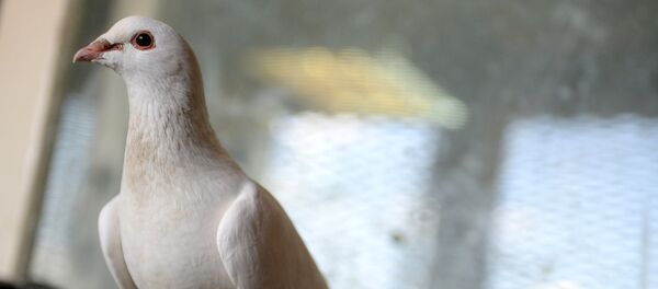 Почтовый голубь Почтовый голубь - Sputnik Армения