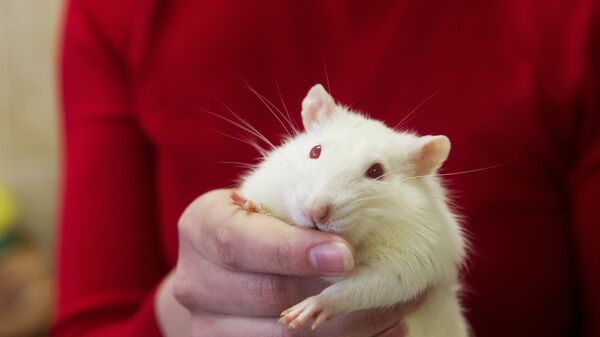Белая лабораторная крыса - Sputnik Արմենիա
