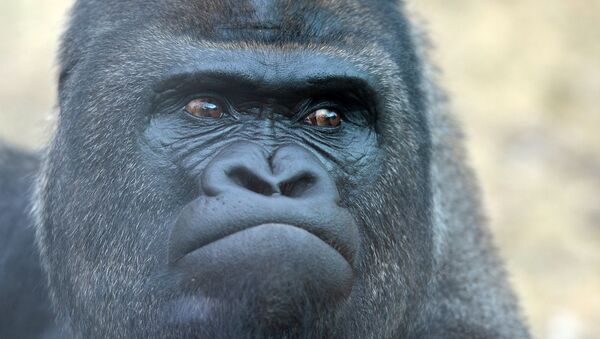 Западная равнинная горилла - Sputnik Արմենիա