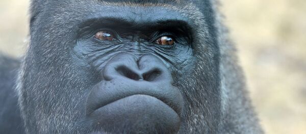 Западная равнинная горилла - Sputnik Армения