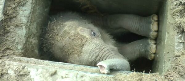 Спутник_Застрявшего в водостоке в Шри-Ланке слоненка вытаскивали за ноги и хобот - Sputnik Армения
