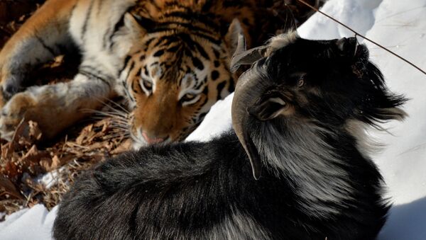 Уссурийский тигр Амур и козел Тимур в вольере Приморского сафари-парка. - Sputnik Армения
