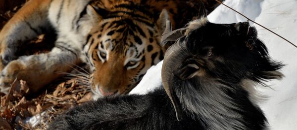 Уссурийский тигр Амур и козел Тимур в вольере Приморского сафари-парка. Уссурийский тигр Амур и козел Тимур в вольере Приморского сафари-парка. - Sputnik Армения