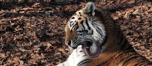 Тигр. Архивное фото. Тигр. Архивное фото. - Sputnik Армения