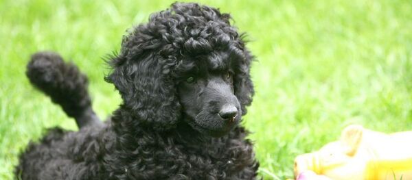 Собака пароды пудель Собака пароды пудель - Sputnik Արմենիա