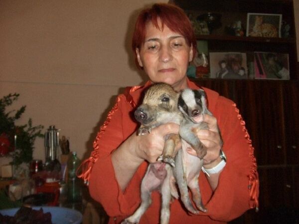 Гулико Читадзе, главная няня-смотрительница тбилисского зоопарка Гулико Читадзе, главная няня-смотрительница тбилисского зоопарка - Sputnik Армения