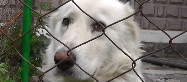 Հայկական գամփռը` հայկական մշակույթի մի մասնիկ Հայկական գամփռը` հայկական մշակույթի մի մասնիկ - Sputnik Արմենիա