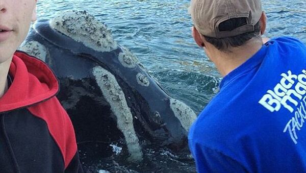 В австралии кит попросил у рыбоков помощи - Sputnik Արմենիա
