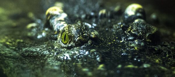 Аллигатор Аллигатор - Sputnik Армения