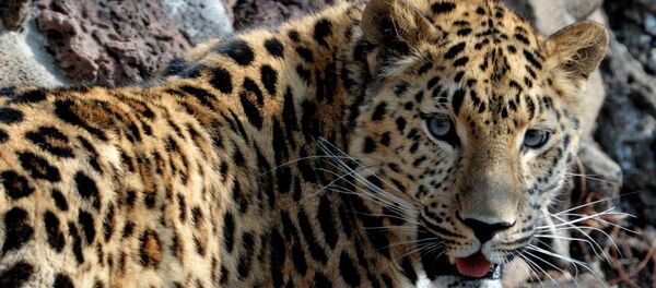 Празднование дня рождения тигра Амура в Приморском сафари-парке - Sputnik Армения