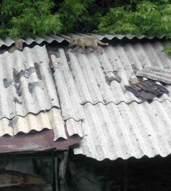 В Гюмри лис стало больше В Гюмри лис стало больше - Sputnik Արմենիա