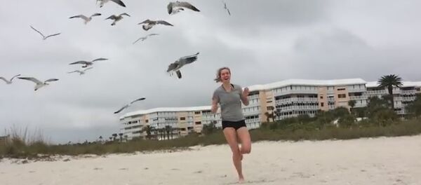 Птицы терроризируют людей и крадут пищу! - Sputnik Армения