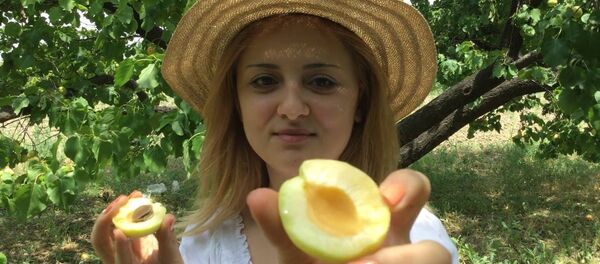 Фермер Анаит выращивает самый солнечный фрукт - армянский абрикос - Sputnik Армения