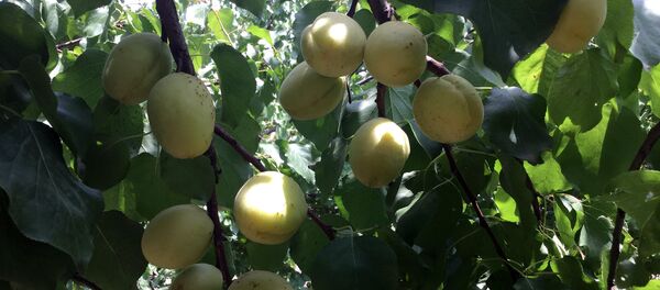 Абрикосы - Sputnik Армения