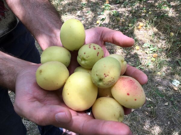 Абрикосы - Sputnik Армения