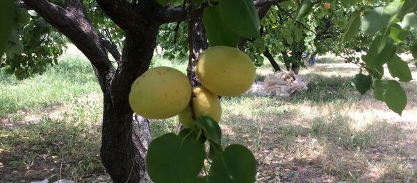 Абрикосы - Sputnik Армения