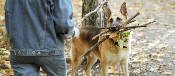 СОБАКА ХОЗЯИН ИГРА СОБАКА ХОЗЯИН ИГРА - Sputnik Армения