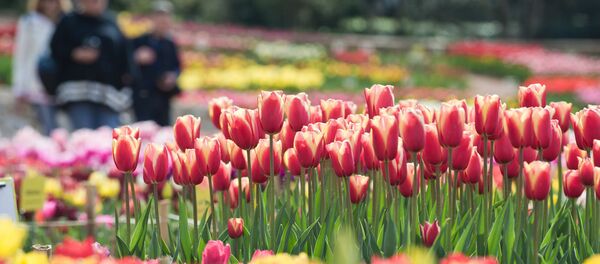 Ботанический сад. Архивное фото. - Sputnik Արմենիա