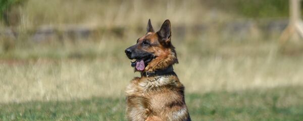 Военно-спортивный сбор “Наследники Победы” в Армении - Sputnik Армения